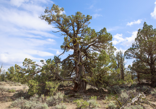 The Impact of Invasive Species on Central Oregon's Ecosystem and Nature Preservation Efforts