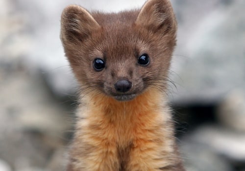 Unique Species of Central Oregon and Their Conservation Efforts